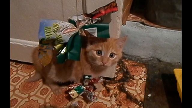 МЁРТВЫЙ КОТЁНОК НАБЛЮДАЕТ (АЛТАЙСКИЙ КРАЙ 2014 ГОД) смотреть онлайн