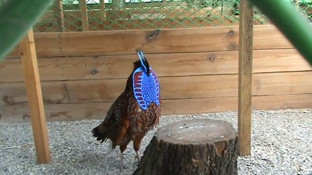ТРАГОПАН ТЕММИНКА, ГЛАЗЧАТЫЙ ТРАГОПАН, TRAGOPAN TEMMINCKII,