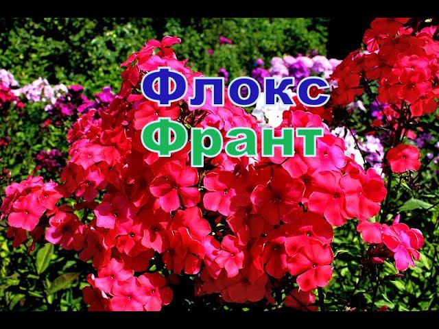 Флокс Франт смотреть онлайн