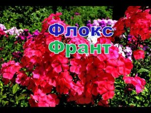Флокс Франт