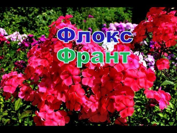 Флокс Франт