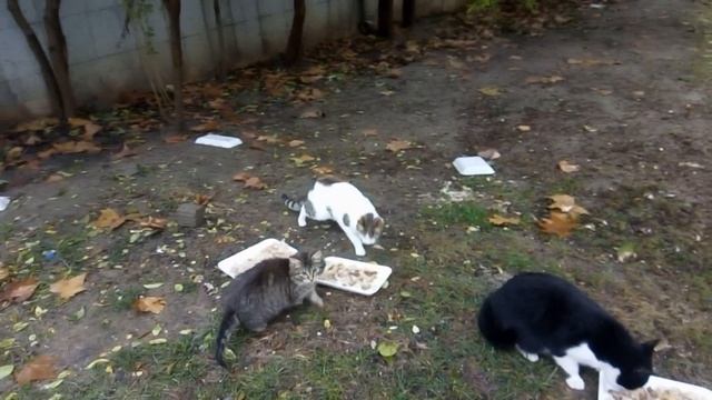 Az Para ile Sokak Kendilerine Yemek смотреть онлайн