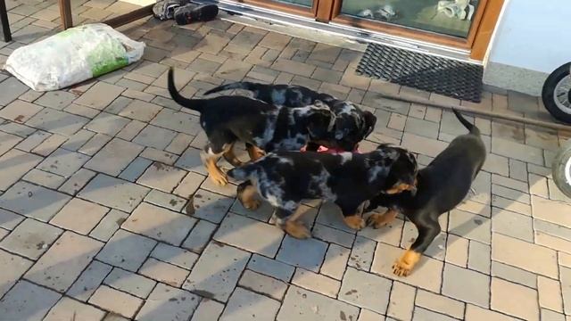 Litter "D" - Python WS x Happy z LL - 7 weeks old - rag I. смотреть онлайн