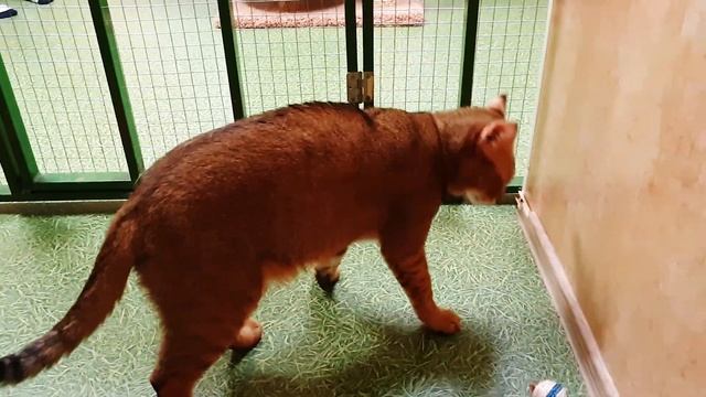 Самоизоляция с чаузи. Дикие кошки дома. Chausie F1