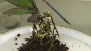 ПЕРЕСАДКА ОРХИДЕИ СРАЗУ ПОСЛЕ ПОКУПКИ? Когда ДЕЛАЕМ это ОБЯЗАТЕЛЬНО!!! Личный ОПЫТ.