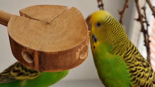 Business budgies / Деловые волнистики смотреть онлайн