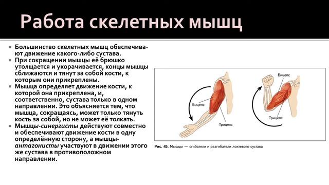 Биология 8 класс. Мышцы: их строение и функции. Утомление мышц смотреть онлайн