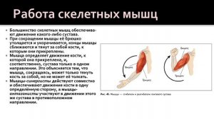 Биология 8 класс. Мышцы: их строение и функции. Утомление мышц