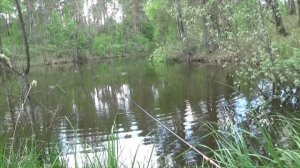 Карась на лесном дальнем пруду на поплавок в мае