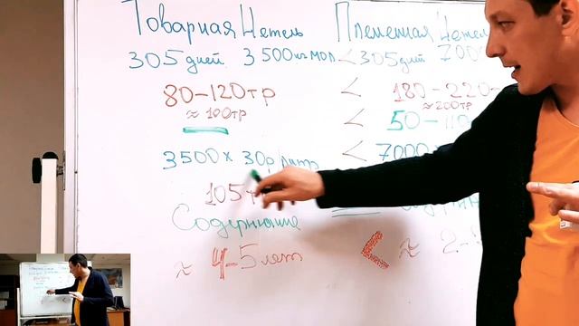 Какой КРС покупать? КРС молочных пород. Продажа племенных нетелей. Экономика на ферме КРС