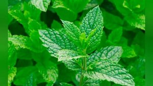 ЛЕЧЕНИЕ ПОДЖЕЛУДОЧНОЙ ЖЕЛЕЗЫ