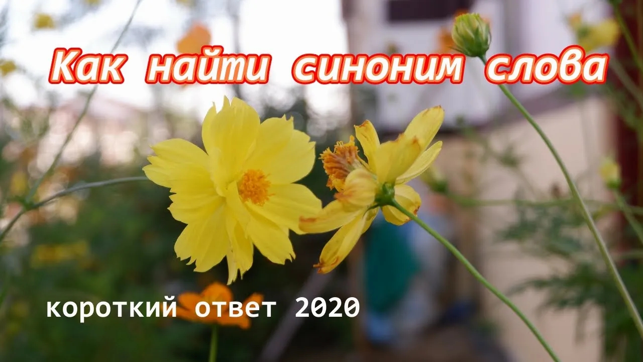 Как найти синоним слова смотреть онлайн