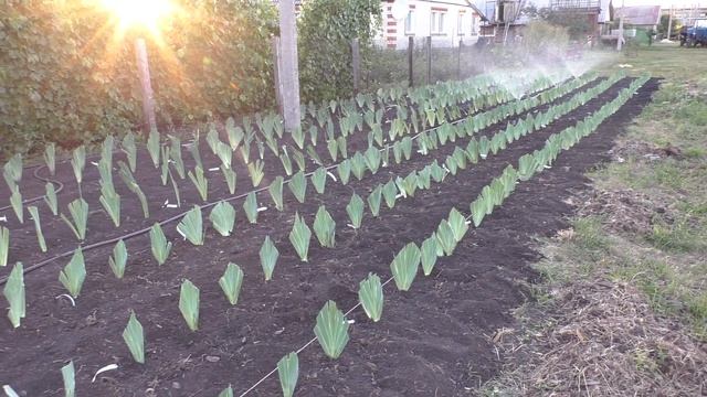 Пересадка ирисов. смотреть онлайн
