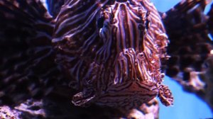 Урок в океанариуме. Рыбы кораллового рифа