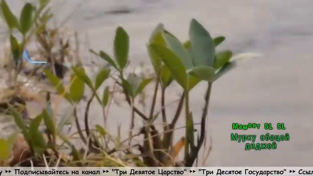 Radio Online - Live Music Stream