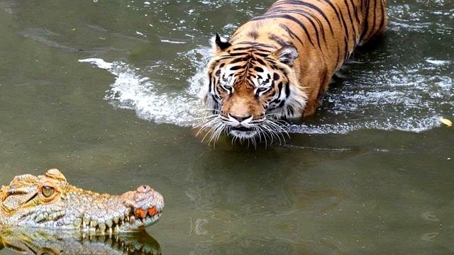 ТИГР ПРОТИВ КРОКОДИЛА КТО ПОБЕДИТ?