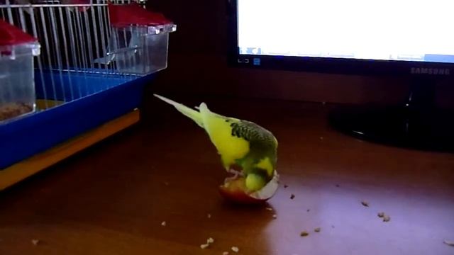 Попугай и яблоко смотреть онлайн