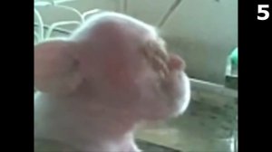 10 ЖИВОТНЫХ С ЧЕЛОВЕЧЕСКИМ ЛИЦОМ. Зомби Чез