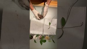 Размножение хойи ( Hoya). 6 методов укоренения черенков хойи.