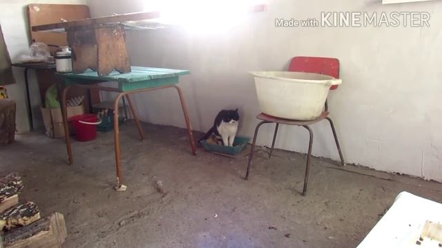 Переработка кедровой шишки в домашних условиях.... смотреть онлайн
