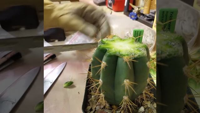 Grafting Pilosocereus