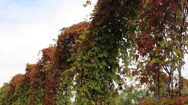 Ландшафтный сад, история создания, ошибки, беседа с дизайнером смотреть онлайн