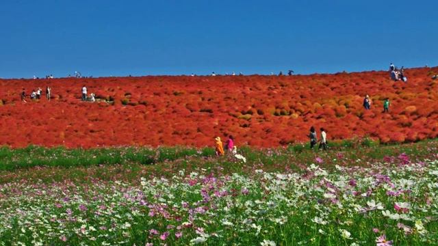 Amazing And Most Beautiful Kochia Burning Bush Plants | Kochia Scoparia