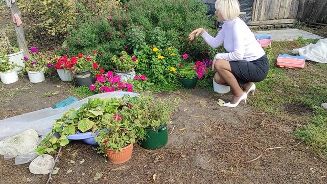 Покупки/Как сохранить цветы осенью ? смотреть онлайн