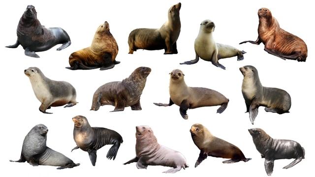 Species of Sea Lions | Fur Seals | Eared Seals | Family: Otariidae смотреть онлайн