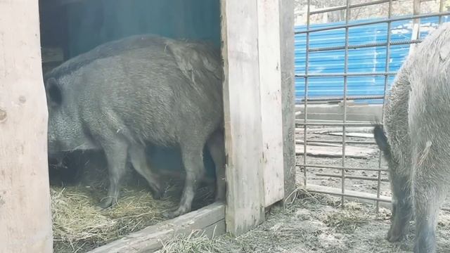 Секач убийца! Дикий кабан ОЧЕНЬ ОПАСНЫЙ ЗВЕРЬ. Секач Фунтик стал намного спокойнее. смотреть онлайн