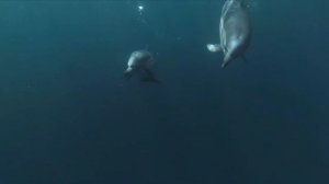ИСЦЕЛЯЮЩИЕ ЗВУКИ ДЕЛЬФИНОВ И КИТОВ   ШУМ ОКЕАНА/ HEALING SOUNDS OF DOLPHINS AND Whales