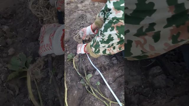 Ботва с человеческий рост. Картофель - гигант 2. смотреть онлайн