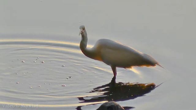 Цапля ловит рыбу на реке. Птицы в дикой природе. Бёрдвотчинг смотреть онлайн