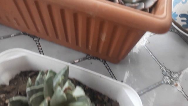 Adromischus Cooperi Sukulenti.Patates Kabuğuyla Dikim.Kanalıma Abone Olun.beğenilerinizi Bekliyorum