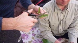 Прививка Манго. Мастер класс от Дмитрия.