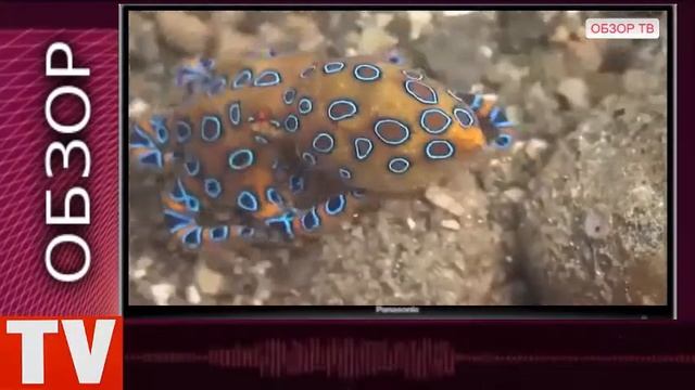 ПУШКИНО Ядовитый Синекольчатый Осьминог смотреть онлайн