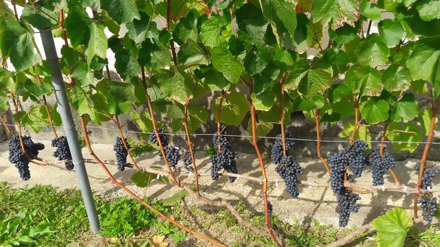 Виноград ЧБЗ Память Домбковской смотреть онлайн