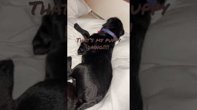 Like if u like my pups 🐶 patterdales ❤️❤️ смотреть онлайн