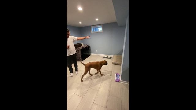 Rhodesian Ridgeback puppy training and tricks смотреть онлайн