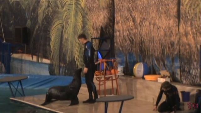 ДЕЛЬФИНАРИЙ, ВЫСТУПЛЕНИЕ МОРСКОГО КОТИКА смотреть онлайн