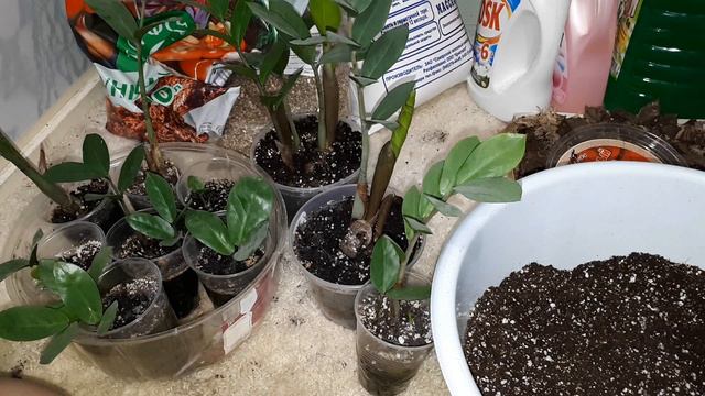 Замиокулькасы ФИНАЛ смотреть онлайн