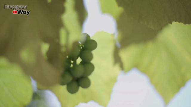 План Работ На Сентябрь Месяц Вспышки Милдью И Оидиума! Как Они Выглядят И Как Распознать смотреть онлайн