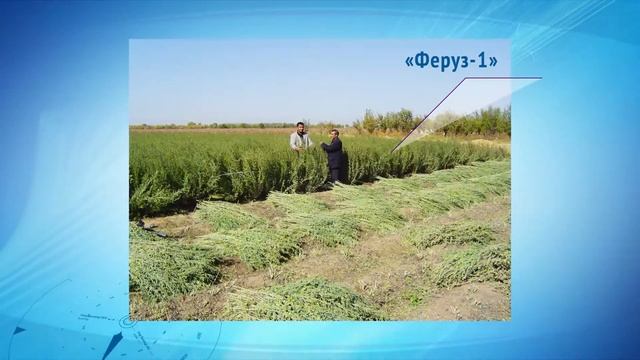 Натуральный индиго с засоленных земель Приаралья смотреть онлайн