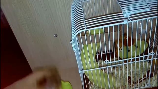 СКОЛЬКО У НАС ЖИВОТНЫХ? смотреть онлайн