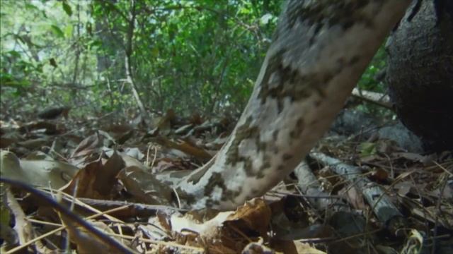 Wildest India - Python Eats Baby Monkey смотреть онлайн