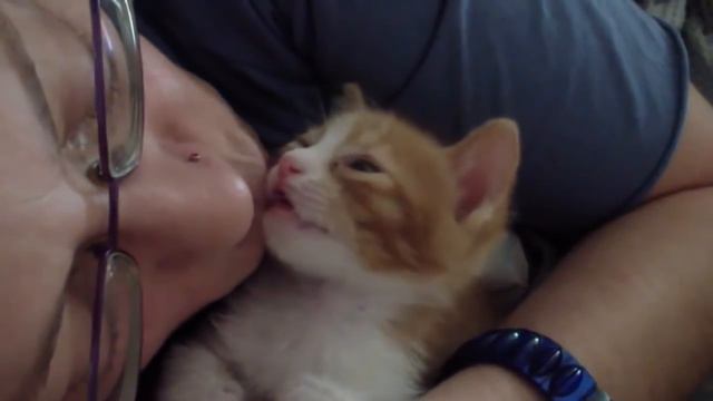 Милашка котенок, засыпает от поцелуев хозяйки смотреть онлайн