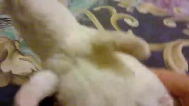 МОЙ КОТ ИЗЬКА смотреть онлайн