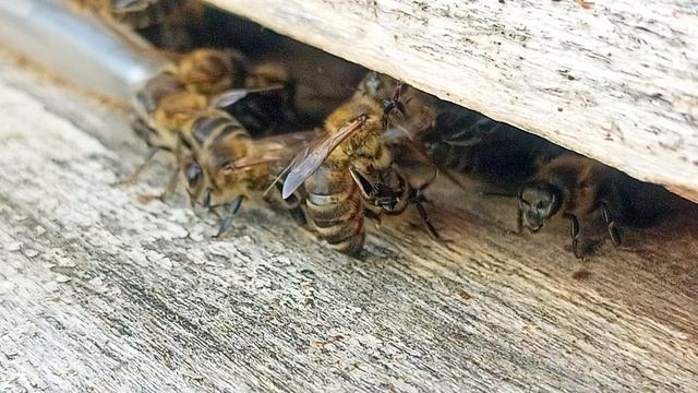 Момент из жизни пчёл смотреть онлайн