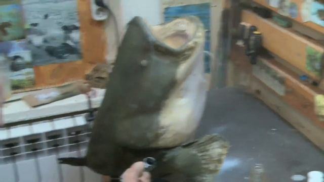 Таксидермическая работа - чучело головы сома Фабрика "РЫСЬ" - shkyrki.ru смотреть онлайн