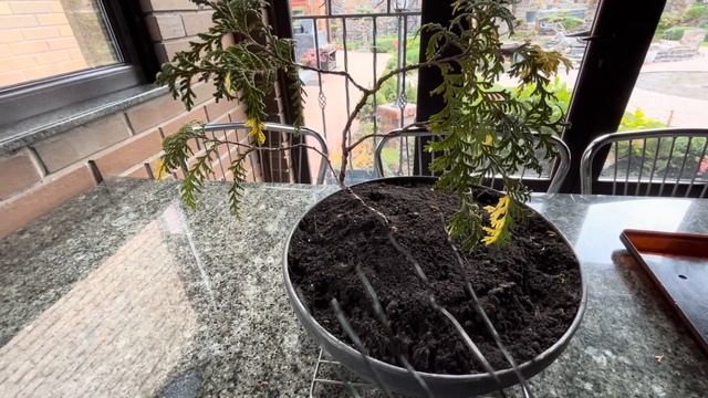 НЕОТЛОЖНЫЕ ДЕЛА В САДУ ОСЕНЬЮ! ЕЖЕГОДНЫЙ УХОД ЗА УЛИЧНЫМ БОНСАЙ: КИПАРИСОВИК “NANA AUREA VARIEGATA”